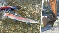 „Eindeutig negativ“: Experten warnen vor neuem Kraftwerk im Huchen-Habitat.