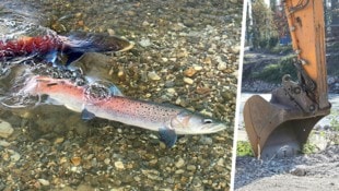 „Eindeutig negativ“: Experten warnen vor neuem Kraftwerk im Huchen-Habitat.