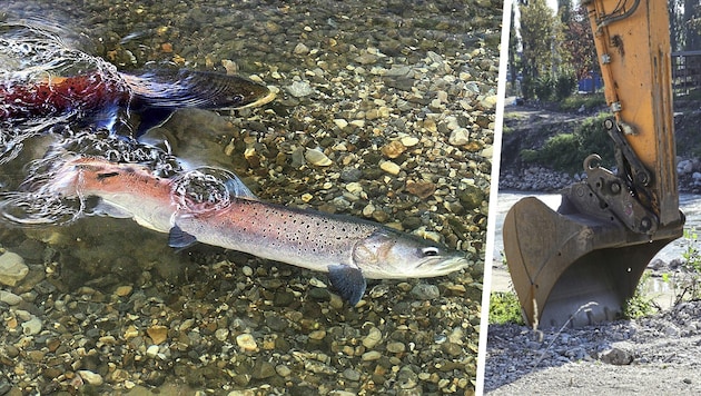„Eindeutig negativ“: Experten warnen vor neuem Kraftwerk im Huchen-Habitat.