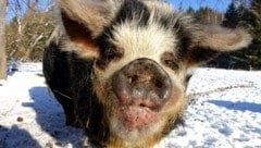 Die süßen Schweine „Rudi“, „Annabell“, „Rasputin“, „Lilli“ und „Klara“ warten in der Edermühle ...