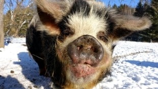 Die süßen Schweine „Rudi“, „Annabell“, „Rasputin“, „Lilli“ und „Klara“ warten in der Edermühle ...