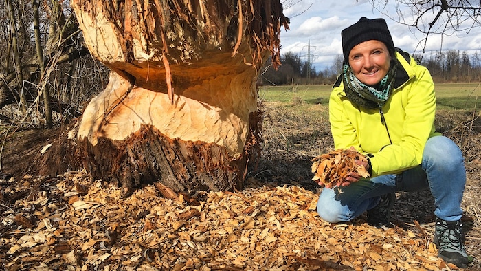 Von Bibern verursachte Schäden sorgen auch in Oberösterreich immer wieder für Konfliktstoff.