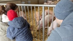 Die Schweine sind mehr als nur „Scheine auf vier Beine“ ...