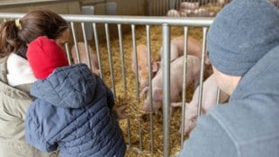 Die Schweine sind mehr als nur „Scheine auf vier Beine“ ...