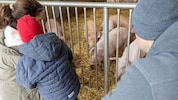 Die Schweine sind mehr als nur „Scheine auf vier Beine“ ...