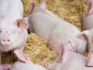 Wie wird das Schwein zum Schnitzerl? Und wie vermittelt man das einem Sechsjährigen am besten?