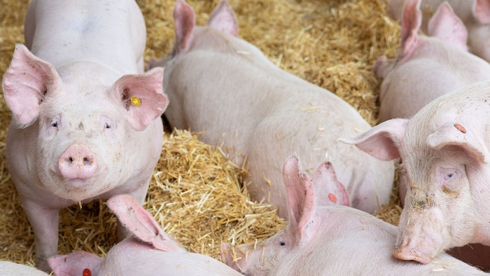 Geht es den Schweinen gut, schmeckt das Schnitzel gleich viel besser.