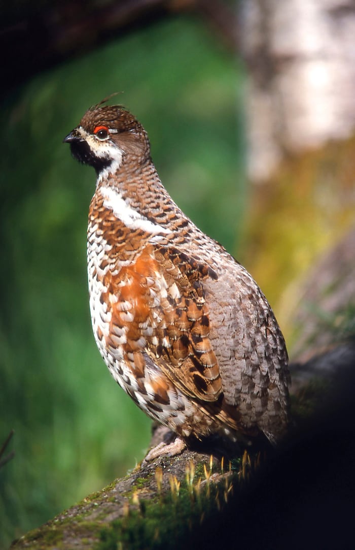 Haselhühner lassen sich nur selten blicken.