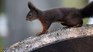 Ein Eichhörnchen soll für den Unfall verantwortlich gewesen sein.