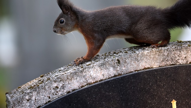 Ein Eichhörnchen soll für den Unfall verantwortlich gewesen sein.