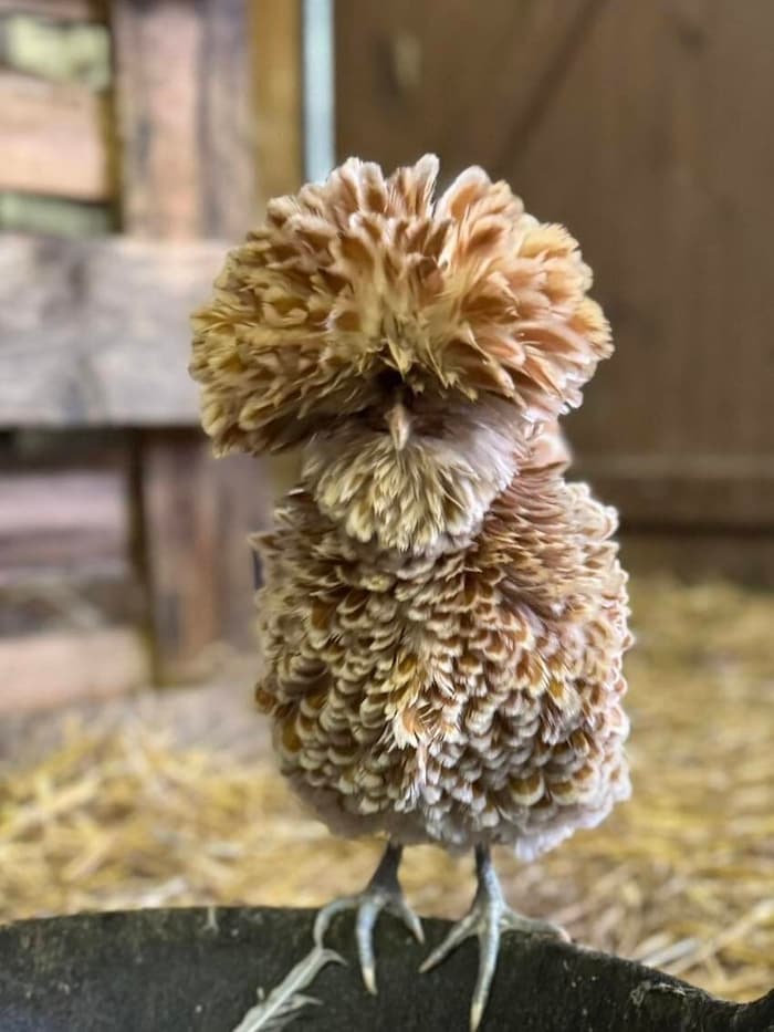 Na? Findet sich vielleicht noch ein Huhn?