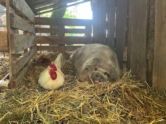 Am Hof Sonneweide leben viele Tiere miteinander.