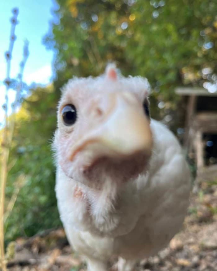 Bist du vielleicht auch eine Pute??