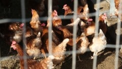 In den Vereinigten Staaten ist ein Geflügelhalter an der Vogelgrippe gestorben. Es ist der ...