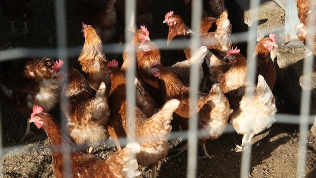 In den Vereinigten Staaten ist ein Geflügelhalter an der Vogelgrippe gestorben. Es ist der ...