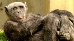 Auf Sizilien hat die Polizei einen Schimpansen befreit, der an eine Kette gebunden und verletzt ...