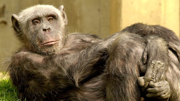 Auf Sizilien hat die Polizei einen Schimpansen befreit, der an eine Kette gebunden und verletzt ...