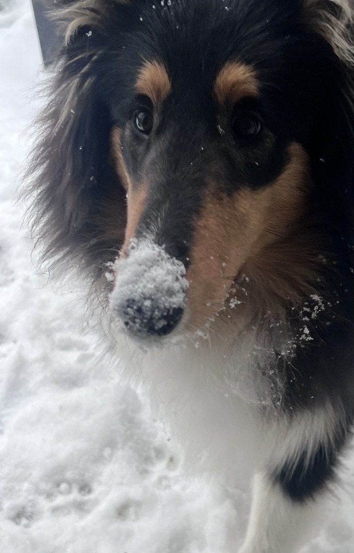 Wolfang Lindtners Colliehündin (5 Monate jung) erkundet neugierig „ihren ersten Schnee“.