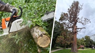 Der alte Mammutbaum in Baden wird diese Woche umgeschnitten.