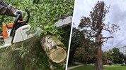 Der alte Mammutbaum in Baden wird diese Woche umgeschnitten.