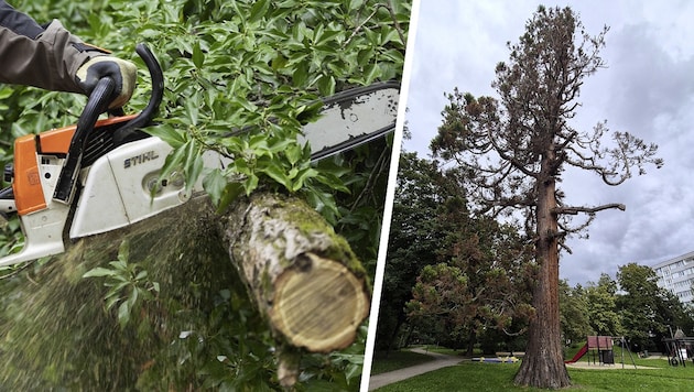 Der alte Mammutbaum in Baden wird diese Woche umgeschnitten.