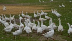 Weidegänse leben mit 20 Wochen mehr als doppelt so lange wie Mastgänse.