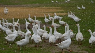 Weidegänse leben mit 20 Wochen mehr als doppelt so lange wie Mastgänse.