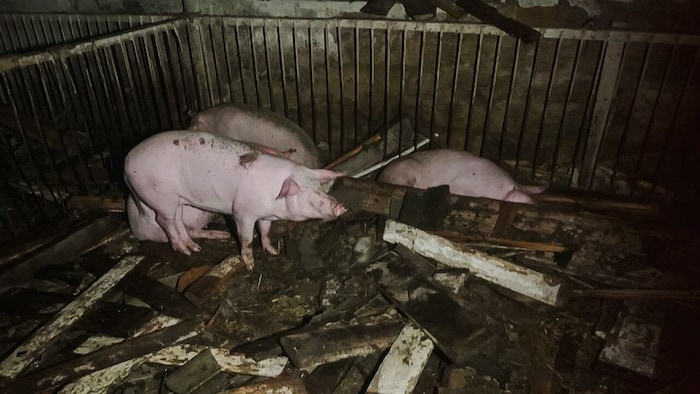 Ein Schweinestall wurde bei einem Drohnenangriff schwer getroffen.