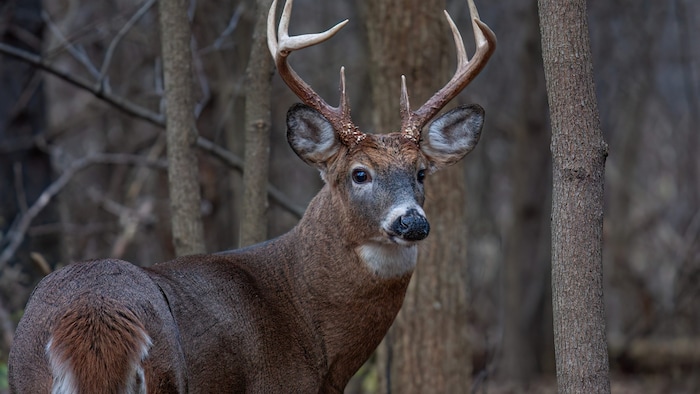 Weißwedelhirsche sind in Nordamerika weit verbreitet – ein Männchen kann bis zu 150 Kilogramm ...