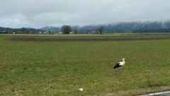 Jungstorch „Rudi“ hat den Anschluss in den Süden verloren.