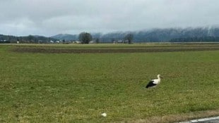 Jungstorch „Rudi“ hat den Anschluss in den Süden verloren.