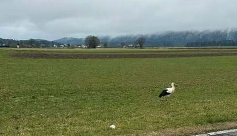 Jungstorch „Rudi“ hat den Anschluss in den Süden verloren.