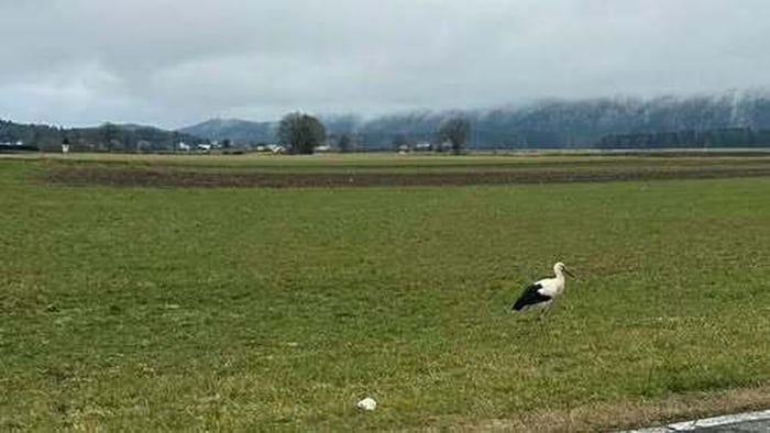 Jungstorch „Rudi“ alleine auf Nahrungssuche