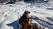„Völlig entkräftet“ wurde die Kuh im Schnee von einem Skitourengeher aufgefunden.