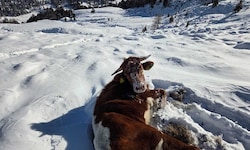 „Völlig entkräftet“ wurde die Kuh im Schnee von einem Skitourengeher aufgefunden.