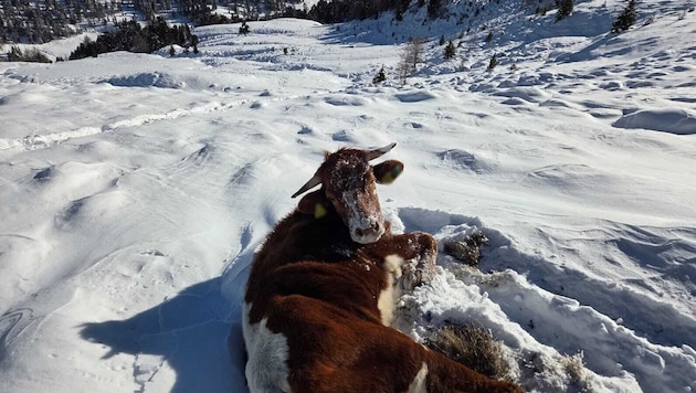 „Völlig entkräftet“ wurde die Kuh im Schnee von einem Skitourengeher aufgefunden.