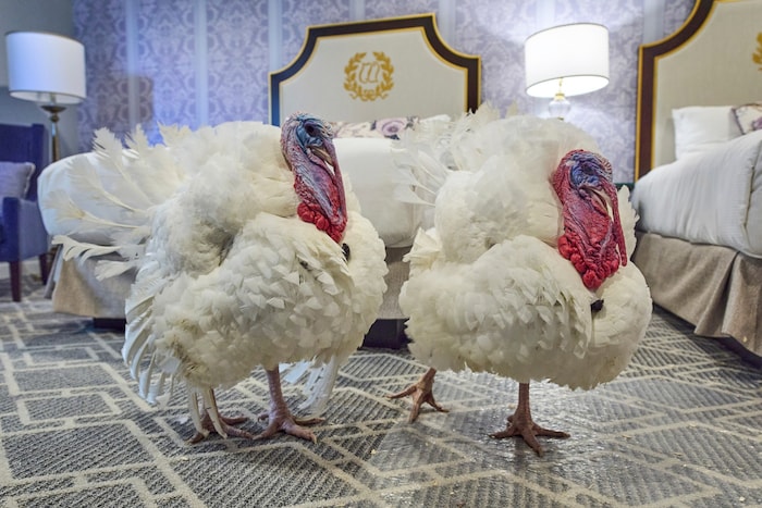 „Gobble“ und „Waddle“ werden vom US-Präsidenten begnadigt und nicht zu Thanksgiving verspeist. ...