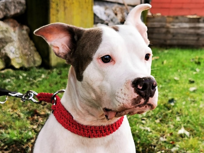 Unendlich traurige Phoebe