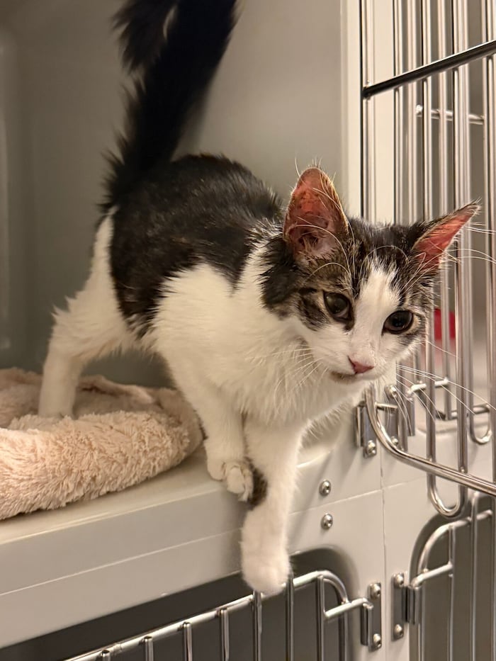 In der Grazer Ziehrerstraße gefunden