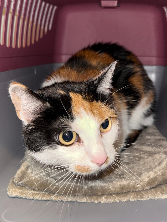 Dreifarbige Findlingskatze