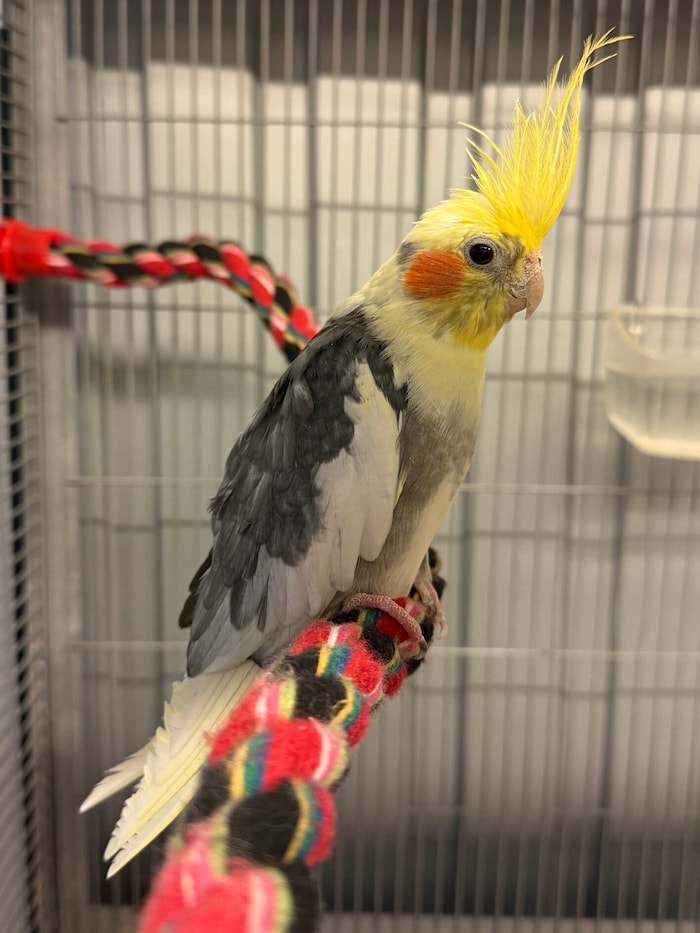 Wem gehört dieser Nymphensittich?