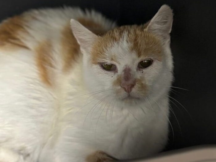 Junges Katzerl Gerti hat niemanden