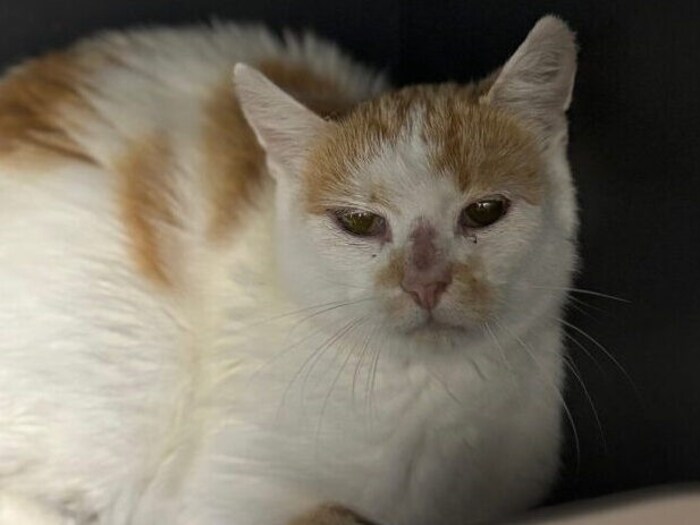 Hat jemand einen schönen Zuhause mit Garten für mich?