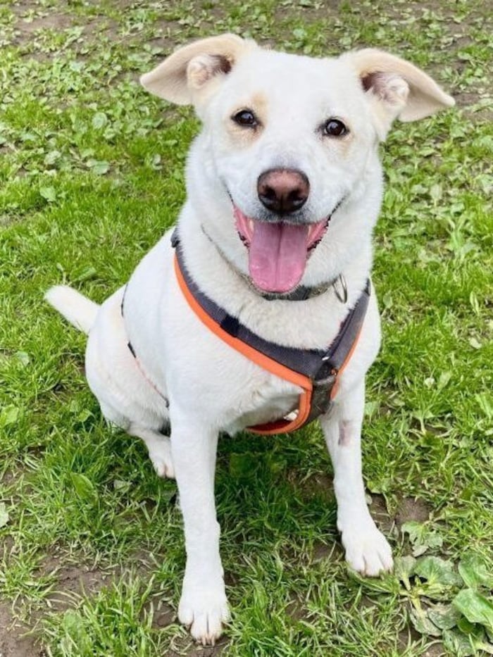 Meldet sich heute jemand für diese treue Seele?