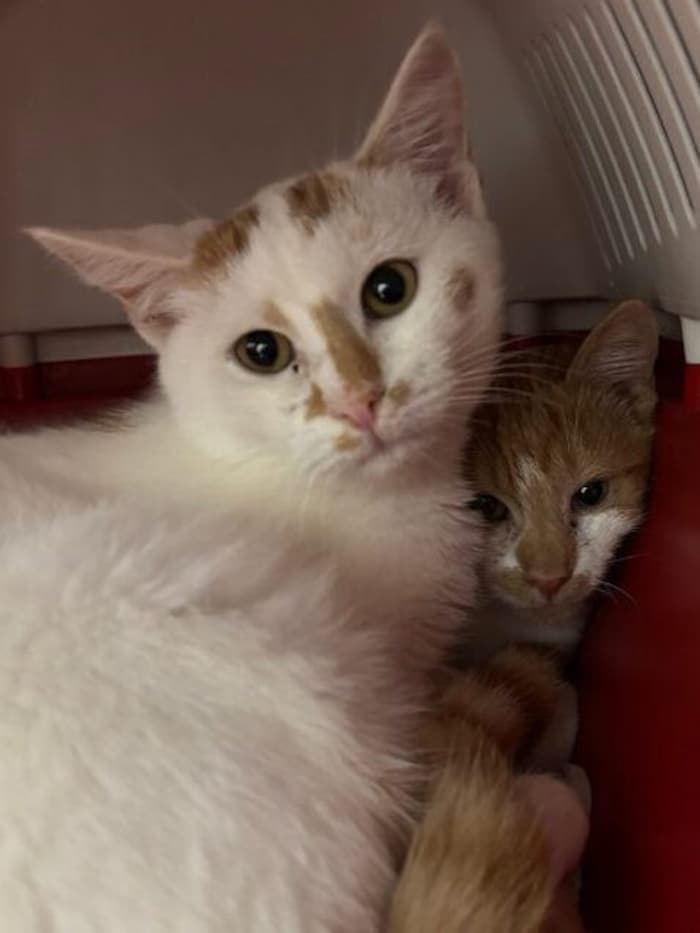 Katzenbrüder in Not