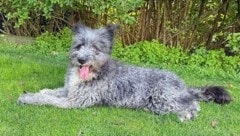 Verträglich mit Katzen und Artgenossen, sanft im Wesen und ein treuer Begleiter, der Nähe und ...