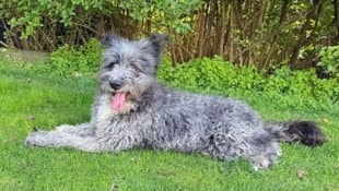 Verträglich mit Katzen und Artgenossen, sanft im Wesen und ein treuer Begleiter, der Nähe und ...