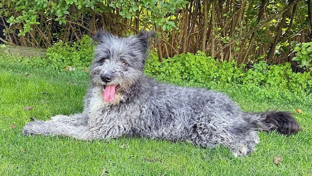 Verträglich mit Katzen und Artgenossen, sanft im Wesen und ein treuer Begleiter, der Nähe und ...