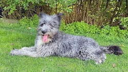 Verträglich mit Katzen und Artgenossen, sanft im Wesen und ein treuer Begleiter, der Nähe und ...