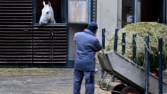 Die Spanische Hofreitschule weist die kolportierten Vorwürfe etwaiger Tierquälerei entschieden ...